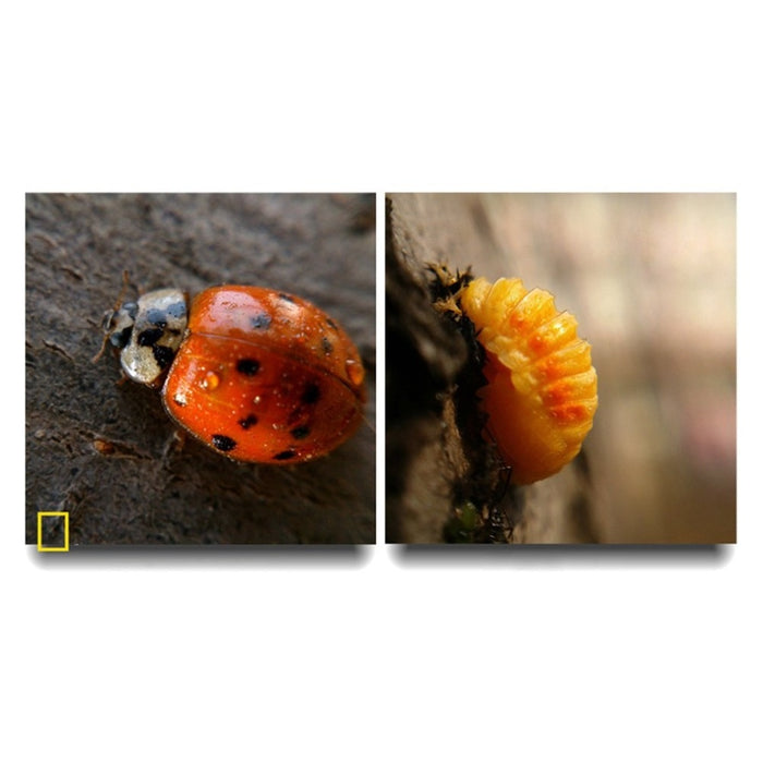 3 in 1 Mobile Phone Lenses - Odilistrade
